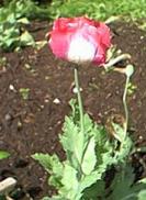 pavot