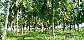 Les cocotiers de l'ile de Samui